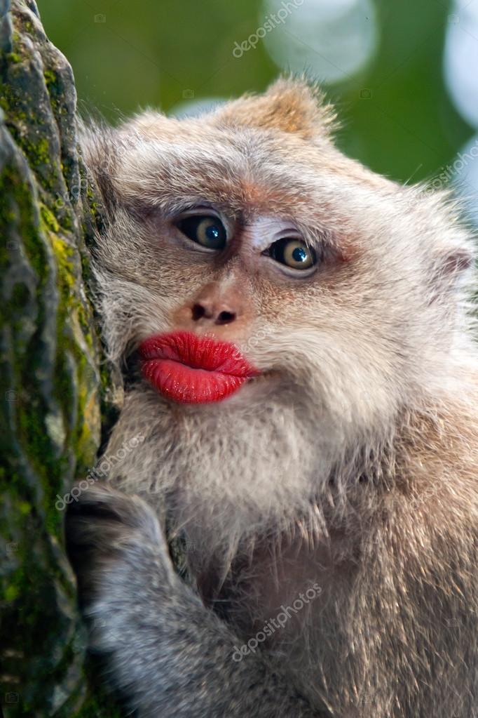 Macaco engraçado com close up — Fotografias de Stock © watman #70252579